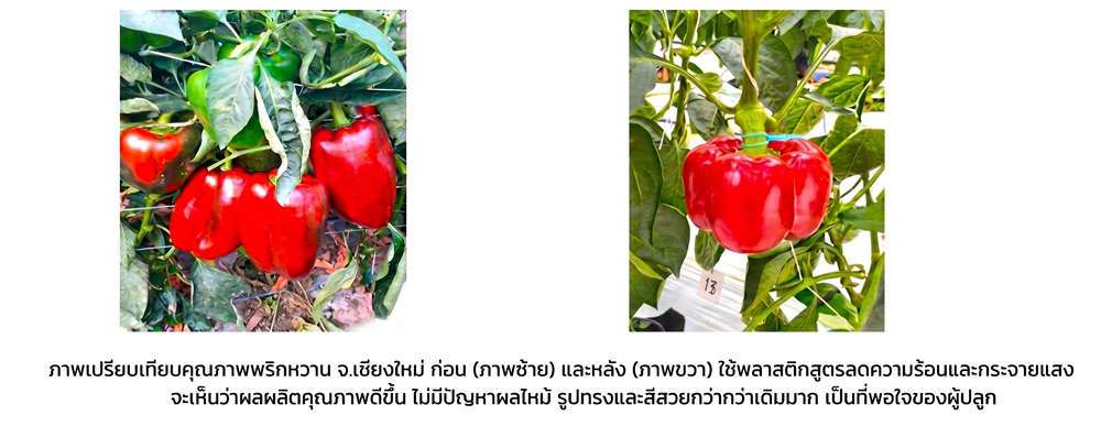 ภาพเปรียบเทียบคุณภาพพริกหวาน