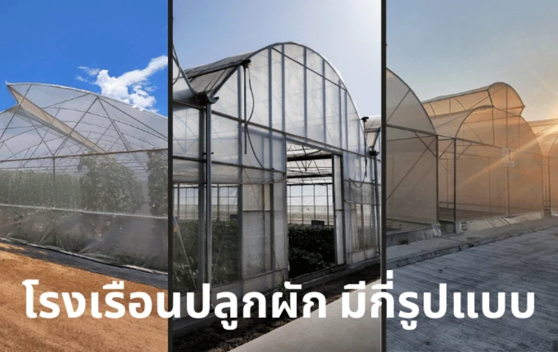 How Many Types of Vegetable Greenhouses Are There?