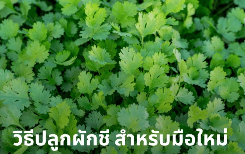 How to grow coriander For beginners