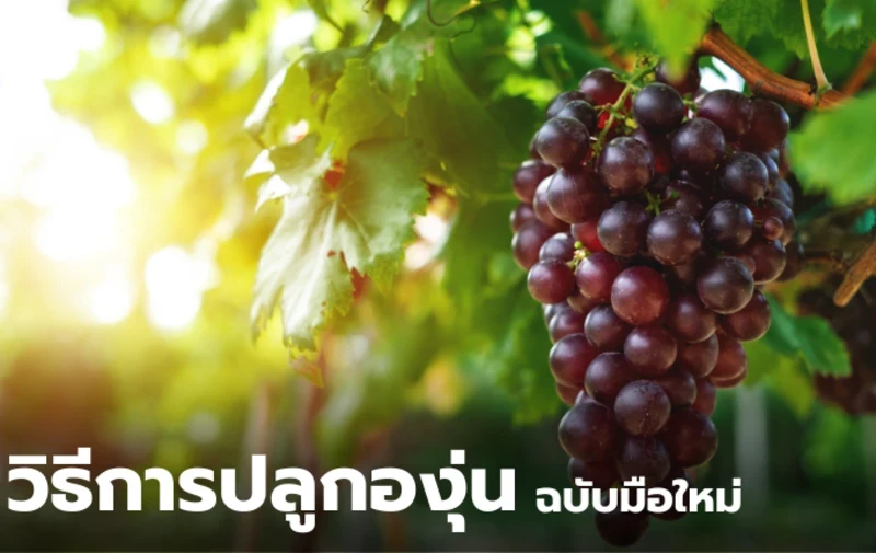 How to Grow Grapes in Pots: A Beginner's Guide