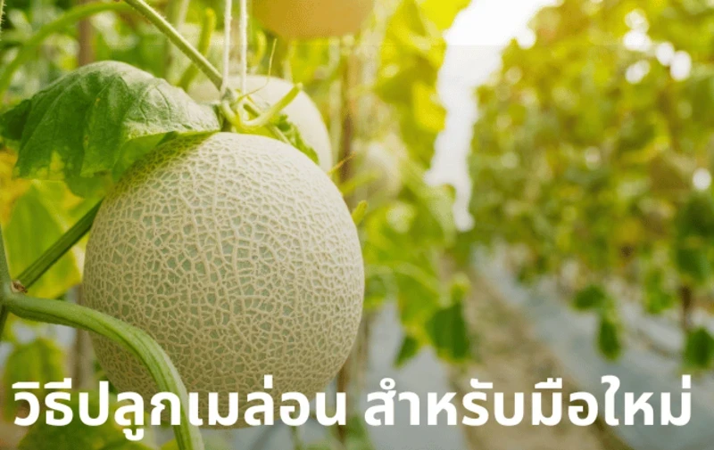 How to grow melon For beginners