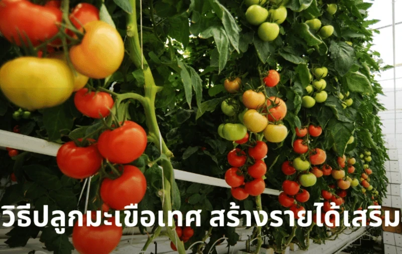 How to grow tomatoes
