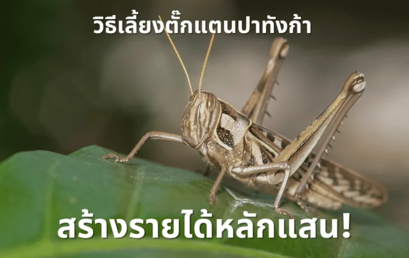 How to make a hundred thousand baht from raising the patanga