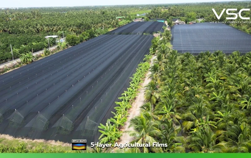 2.5 meter, 100 micron greenhouse plastic in a betel garden.