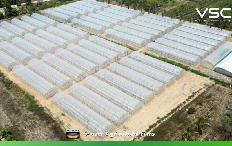 53 melon greenhouses in Chiang Mai Province, using VSC 150 micron greenhouse plastic.