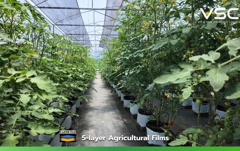 80-micron thick nursery bags in a tomato farm in Chiang Mai Province.