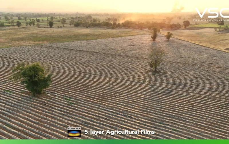 A cassava farm in Nakhon Ratchasima province is using biodegradable black plastic mulch to promote sustainability.