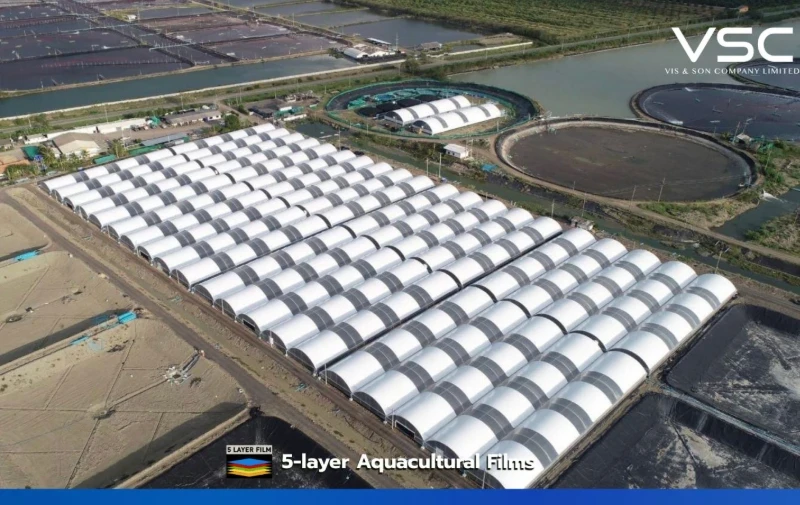 A closed-system shrimp farm in Surat Thani Province uses white and black nursery film alternating with 250-micron plastic greenhouse film.