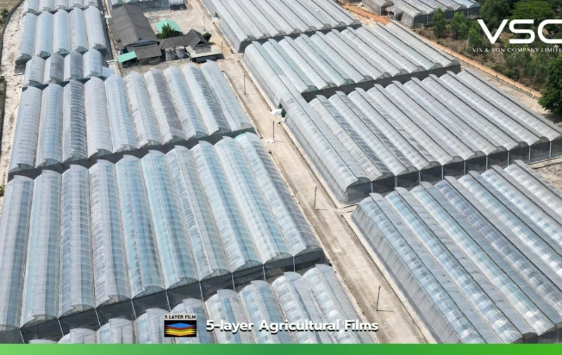 A greenhouse for growing sweet peppers in Lamphun Province, using VSC 150 micron greenhouse plastic sheeting.