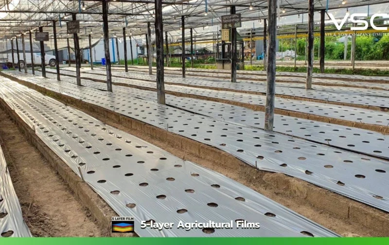 Black and silver plastic mulch for planting beds, from O'Kajoo store, Chiang Mai.