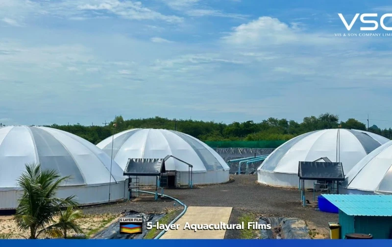 CP dome-type shrimp nursery using VSC white/black shrimp larvae rearing plastic, 300 micron thickness.