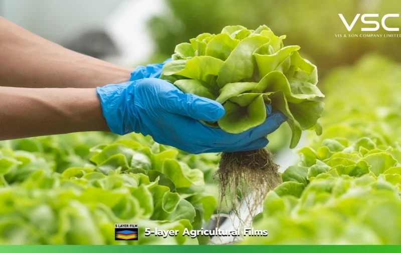 Greenhouse plastic for pesticide-free salad vegetables.