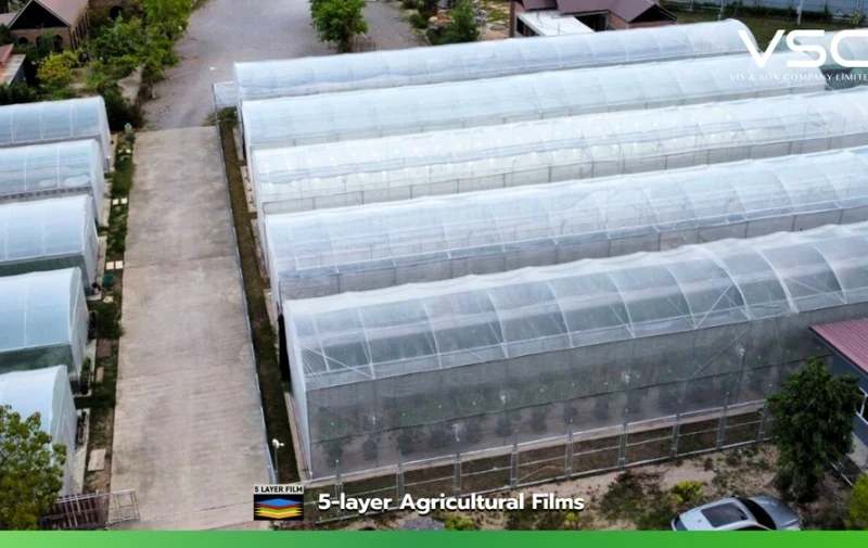 Greenhouse with VSC cooling diffused film for growing cannabis for medical purposes.