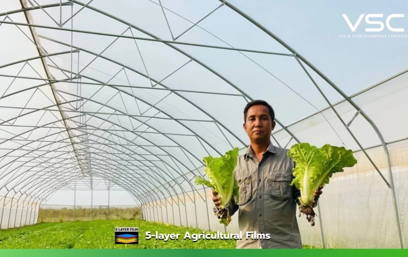 Greenhouses for growing salad vegetables in Cambodia use VSC cooling diffused film (a plastic film that reduces heat and diffuses light).