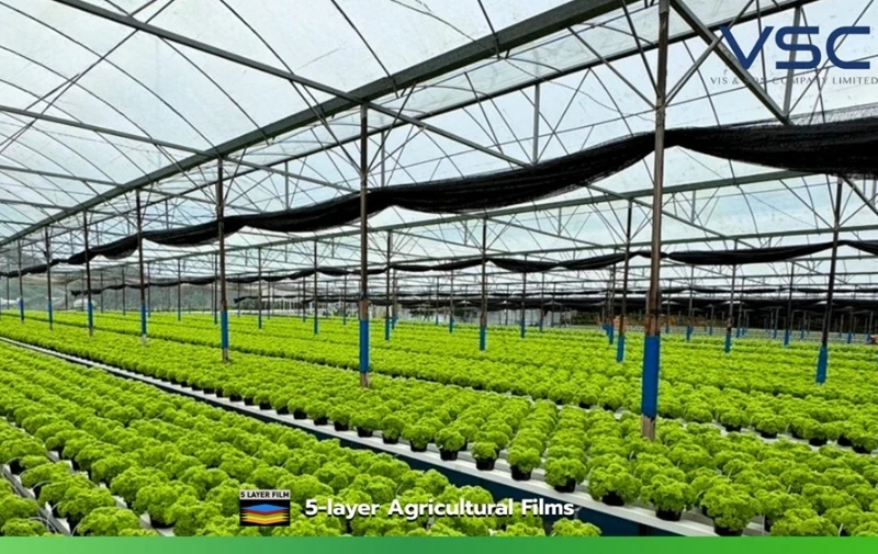 Greenhouses for growing salad vegetables in Malaysia.