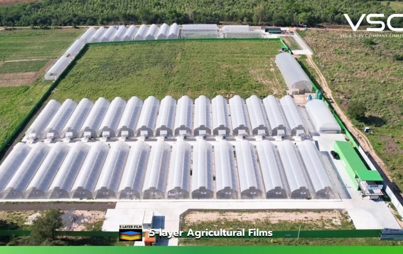 Heat-reducing and light-diffusing plastic film (VSC cooling diffused film) at a cannabis farm in Chiang Mai Province.