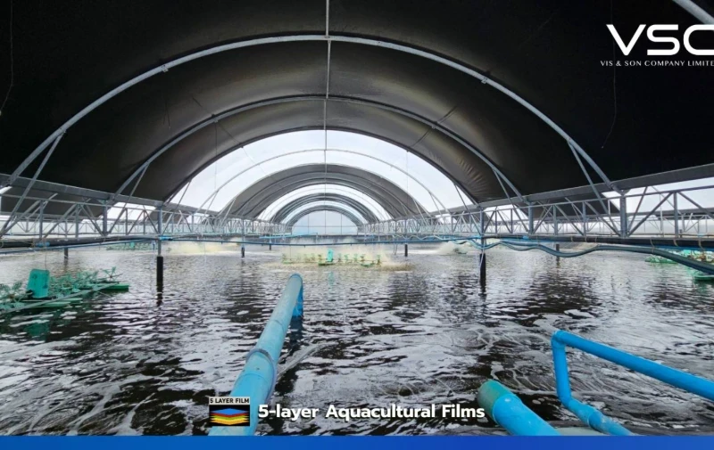 Inside the shrimp nursery, white/black nursery film with a thickness of 250 microns is used.