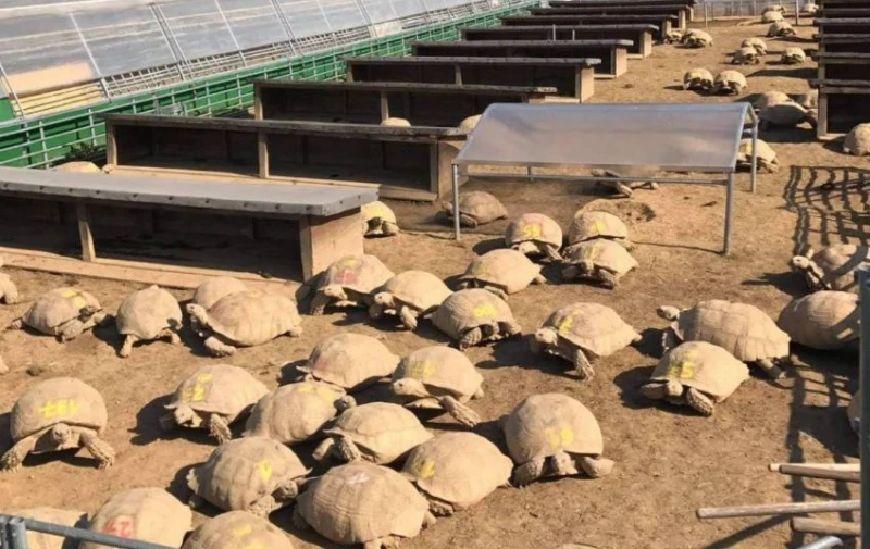 Livestock film for turtle farms.