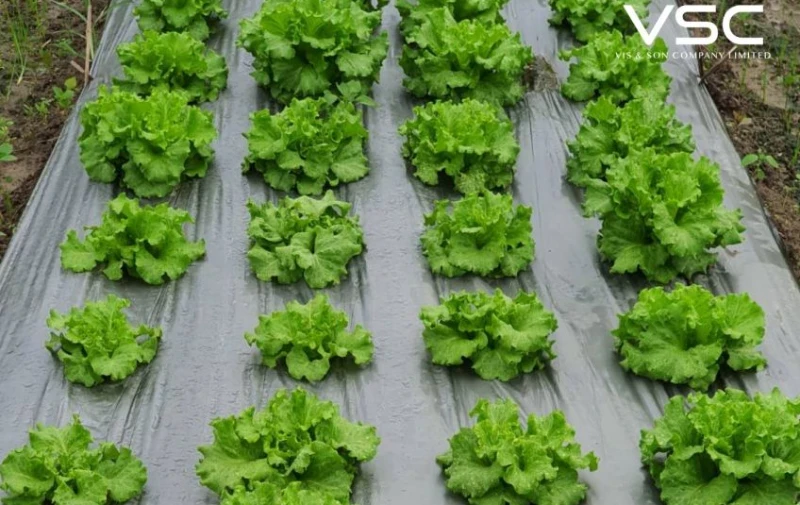 O'Kajoo Salad Farm uses black/silver mulch film, 1.2 meters wide, to cover the planting beds.
