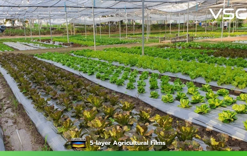 O'Kajoo Vegetable Farm in Chiang Mai Province uses 200-micron thick, standard-formula plastic sheeting to cover its greenhouses.