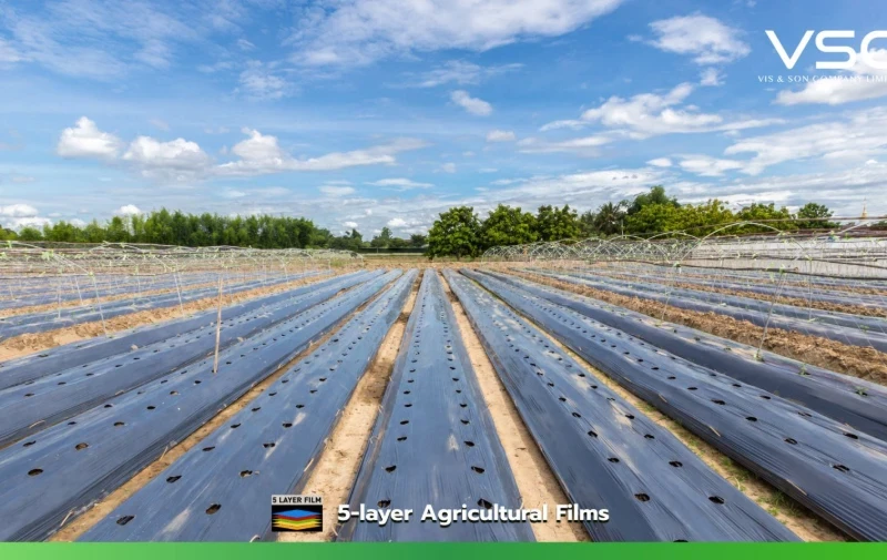 Plastic sheeting for covering watermelon planting beds.