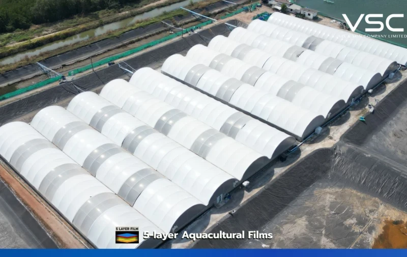 Shrimp farms in Chanthaburi province use white/black nursery film with a thickness of 250 microns.