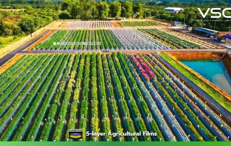 The plant breeding innovation showcase in Chom Thong District, Chiang Mai Province, used premium-grade black and silver plastic mulch for long-lasting use.