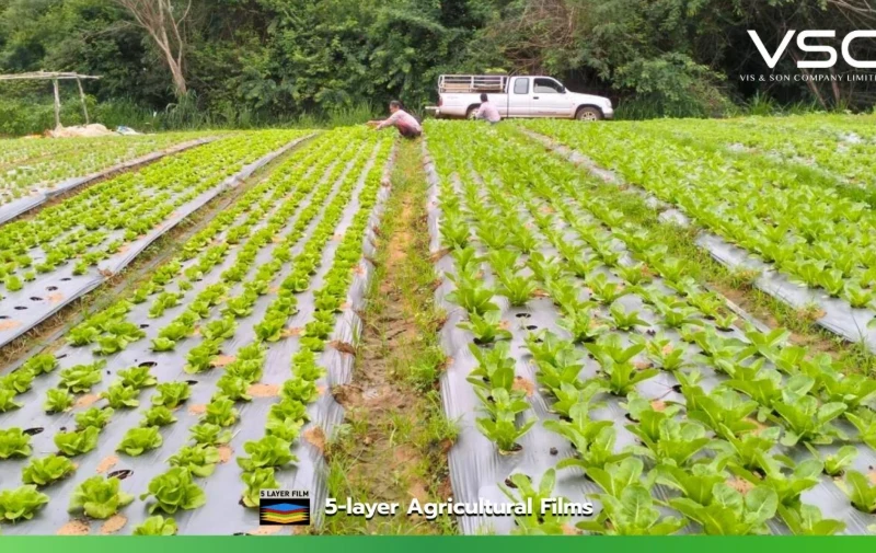 The salad vegetable farm in Wang Nam Khiao uses black/silver mulch film, 1.5 meters wide, to cover the planting beds.
