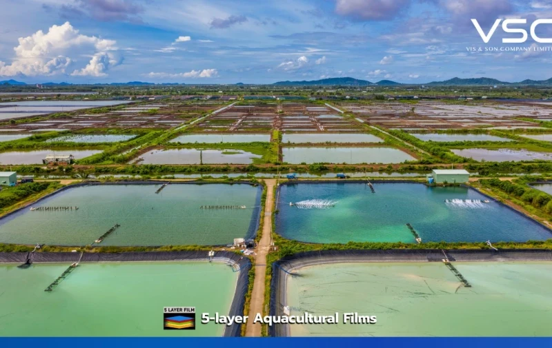 VSC 300 micron pond liner plastic at a shrimp farm in Chumphon Province.