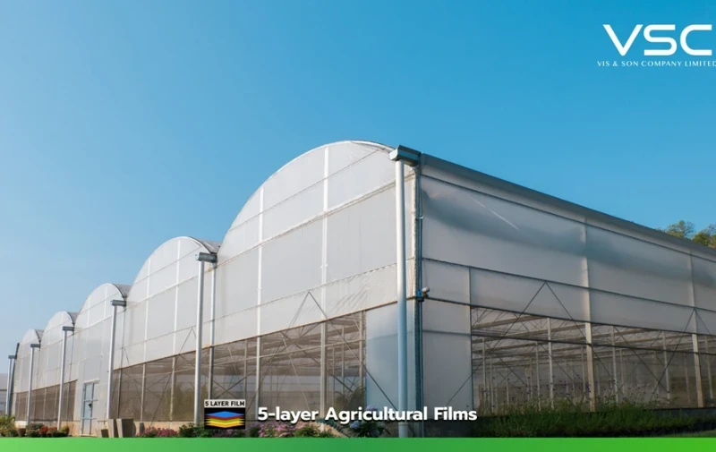 VSC cooling diffused film for tomato greenhouses.