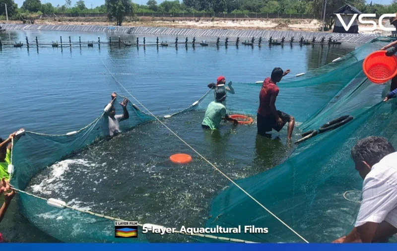 Workers are catching shrimp on a plastic pond with a 0.3mm thickness.