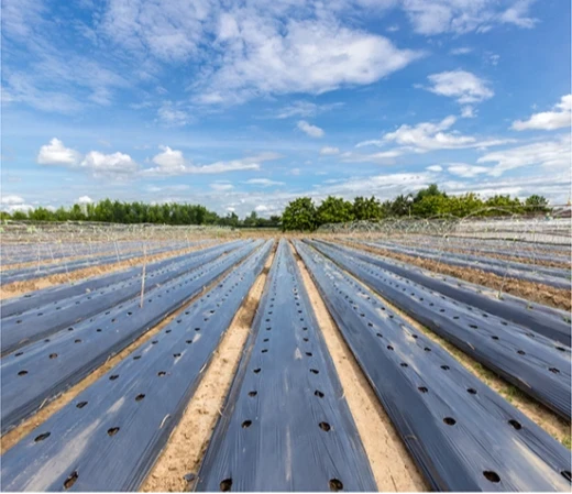 Bio compostable mulch film