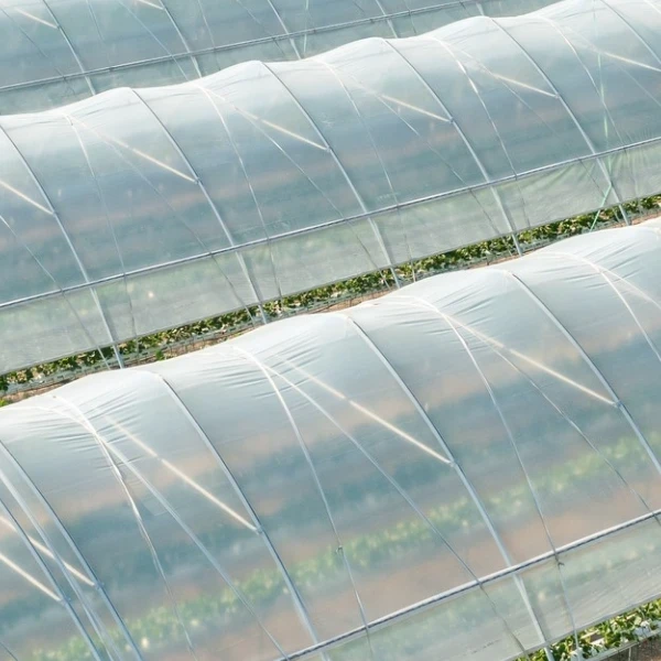 Greenhouse Film