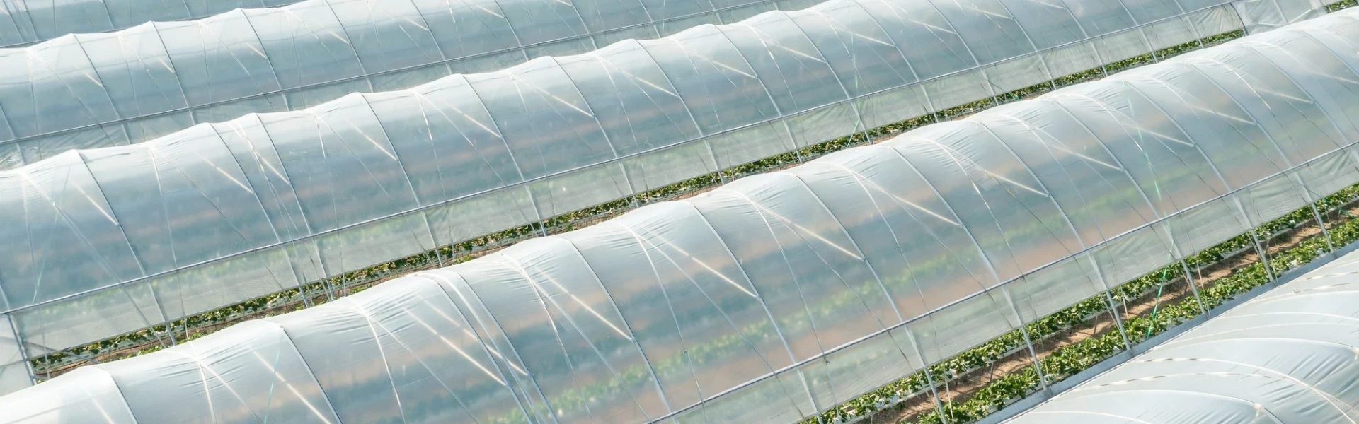 Greenhouse Film
