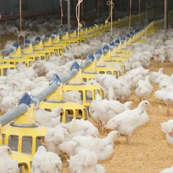 Livestock Film