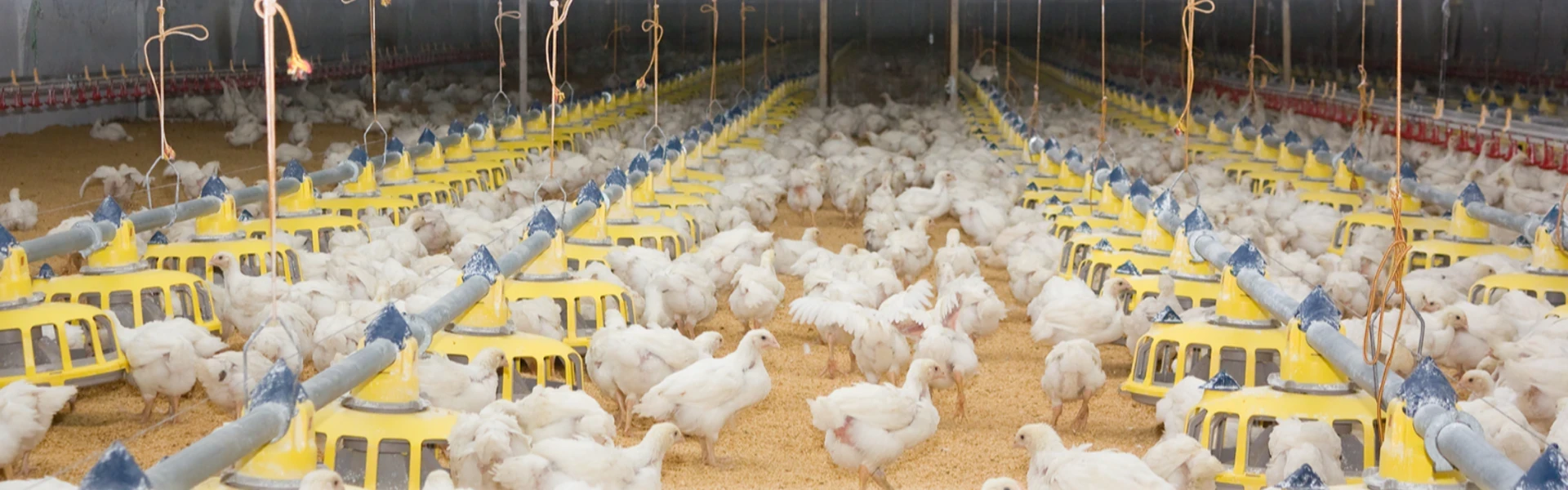 Livestock Film