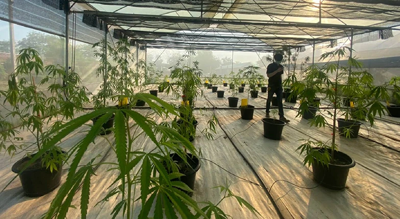 MOU signing ceremony to develop new varieties of hemp for commerce and industry