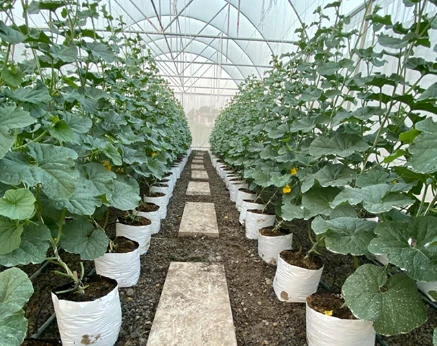 Grow Bag