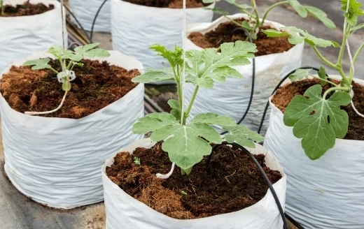Grow Bag