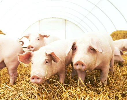 Livestock Film