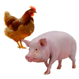 Livestock Film
