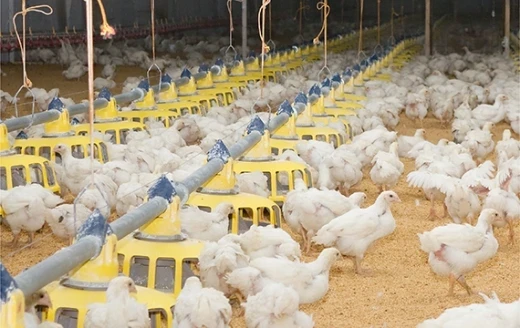 Livestock Film