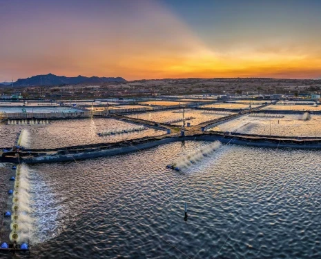 Pond Liner Film